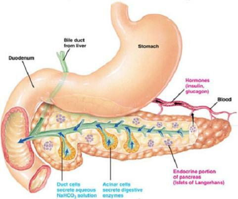 metabolikus szindróma, cukorbetegség, hasnyálmirigy, diabetesz