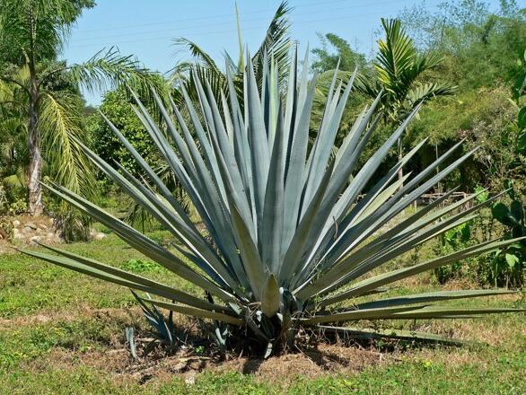 tequilával,cukorbetegség,agávé