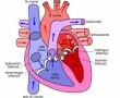 A szívbetegség kialakulása és megelőzése
