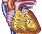 Szív-, és érrendszeri betegségek