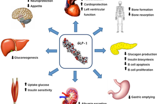 Ma már sokak számára ismert, hogy nem csupán az inzulin képes a vércukor szintjét csökkenteni, hanem a bélben termelődő ún. inkreatin hormonok is, mely közül a fontosabb a GLP-1 (glucagon-like-peptid-1) nevű hormon. 