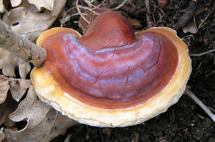 Pecsétviaszgomba, ganoderma